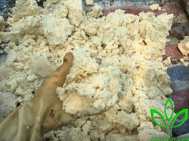 xác đậu cho sâu canxi ăn