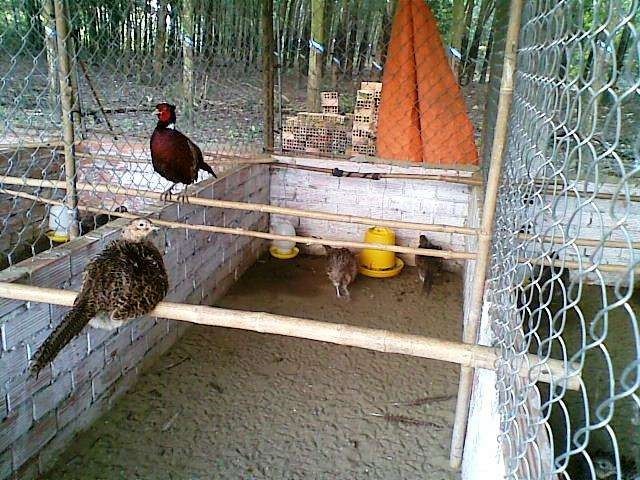 Kỹ thuật nuôi chim trĩ sinh sản | chim trĩ thả vườn - YouTube
